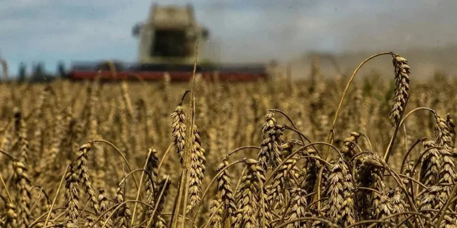 Україна збільшить експорт кукурудзи та пшениці у 2026–2027 році